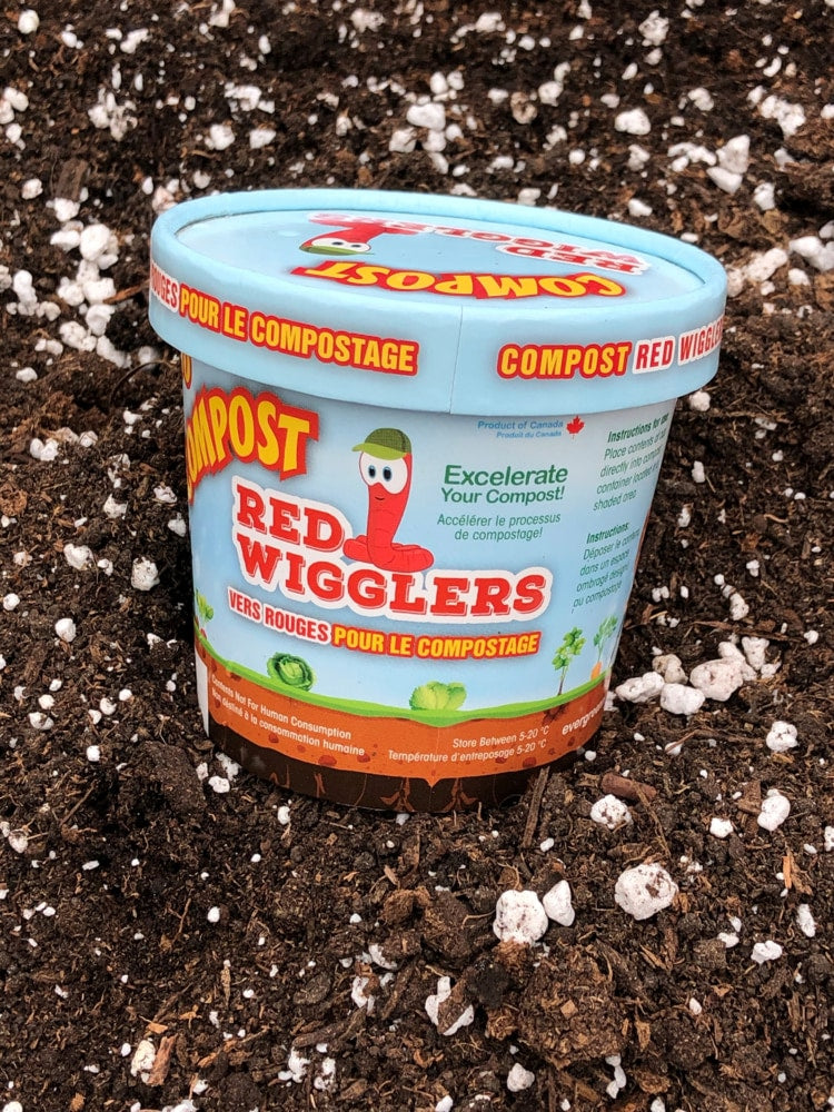 Compost Red Wiggler Live Composting Worms, 50 Count